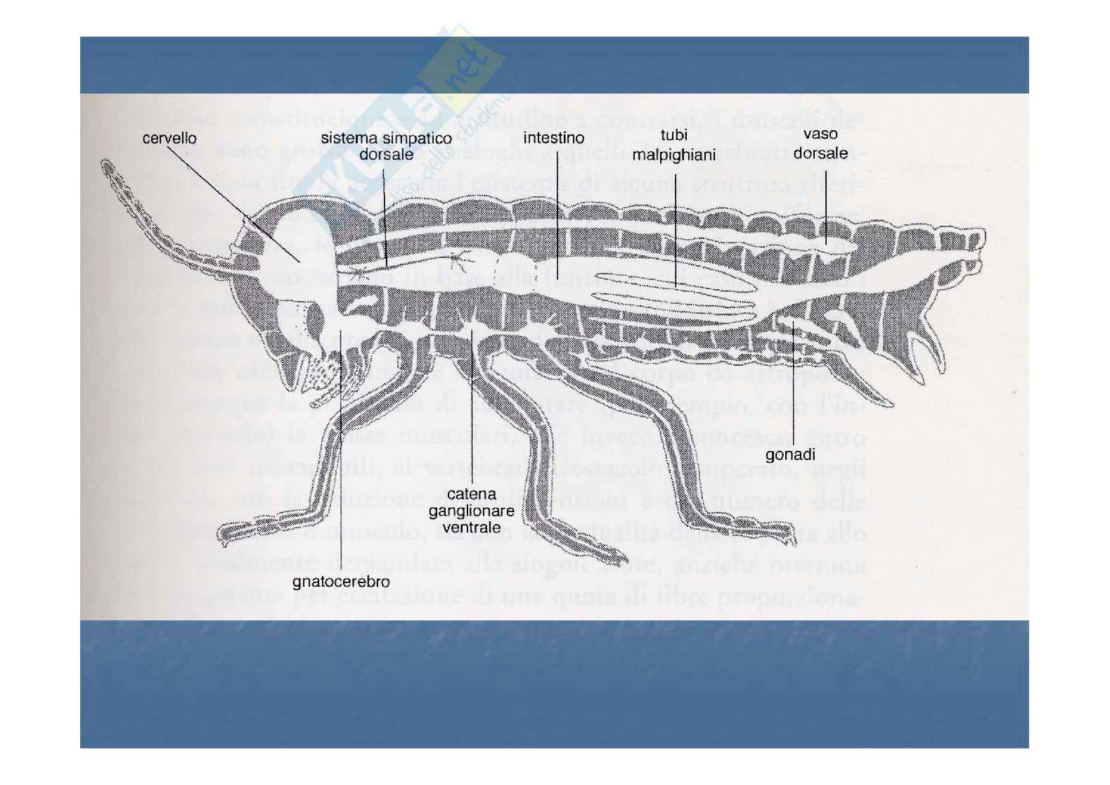 Morfologia interna Pag. 2