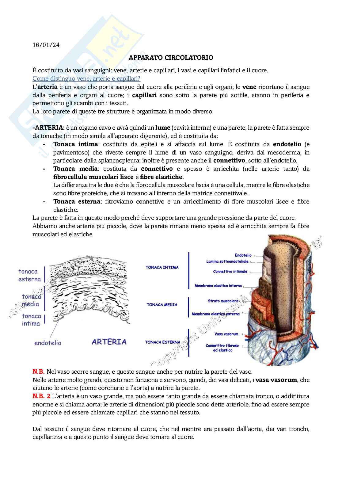 Appunti di Anatomia comparata sull'apparato circolatorio Pag. 1