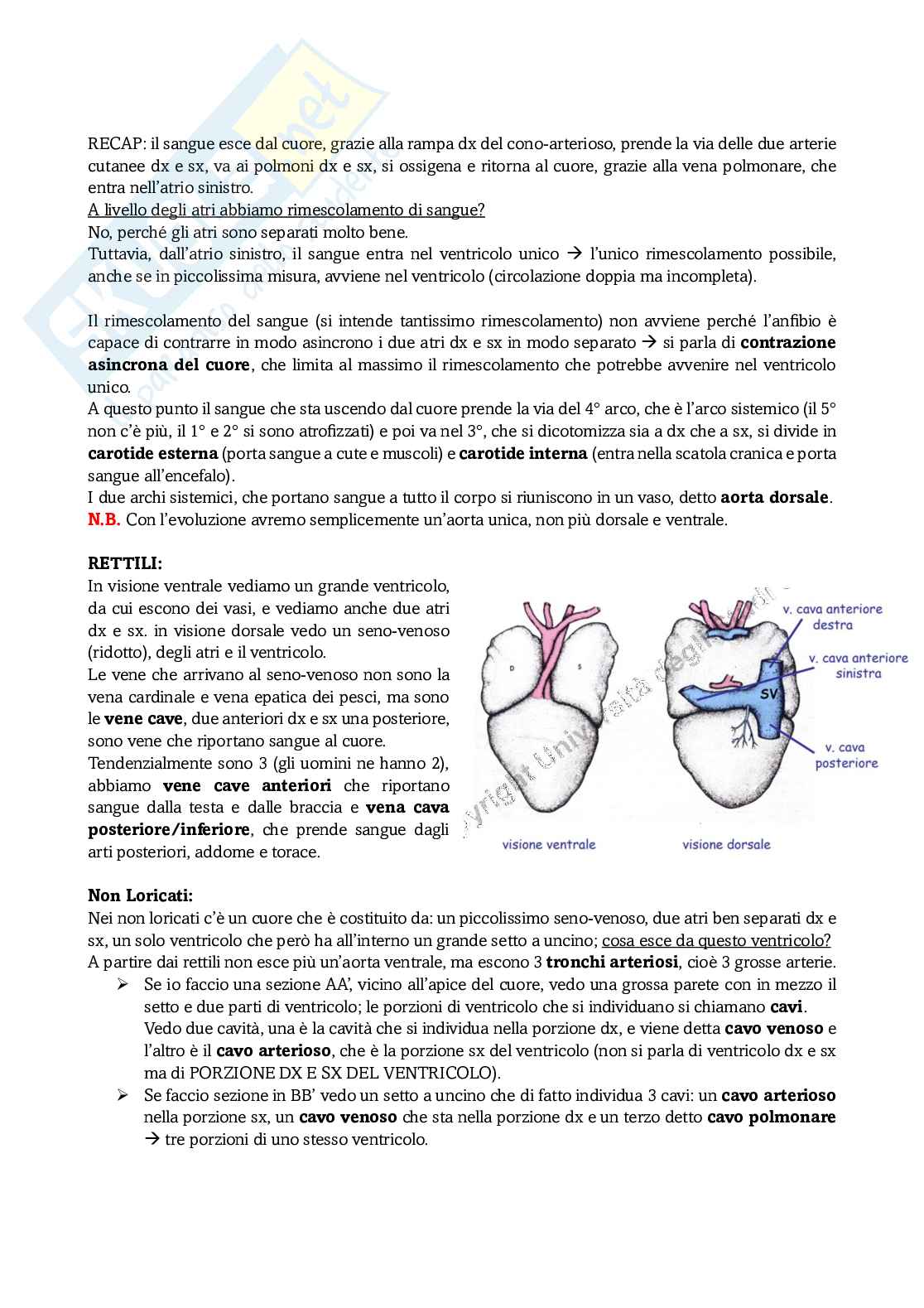 Appunti di Anatomia comparata sull'apparato circolatorio Pag. 11