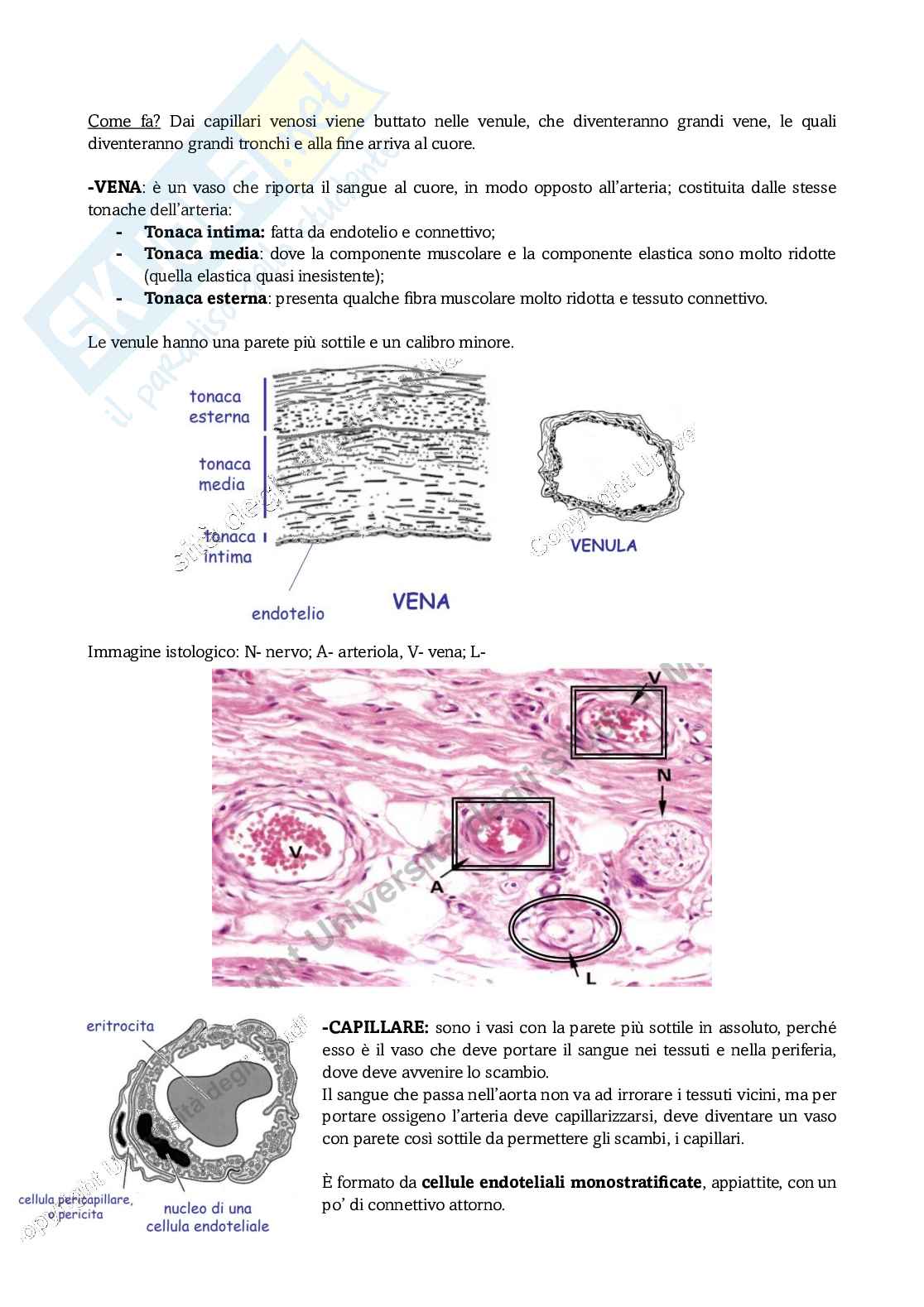 Appunti di Anatomia comparata sull'apparato circolatorio Pag. 2