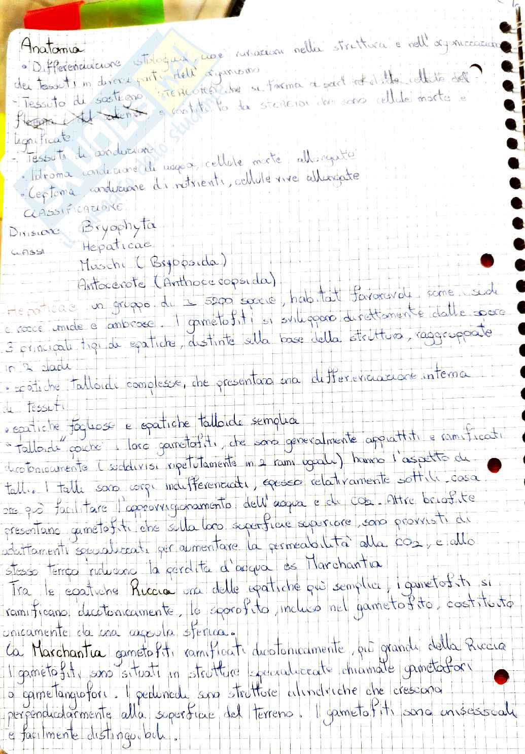 Briofite Pag. 2