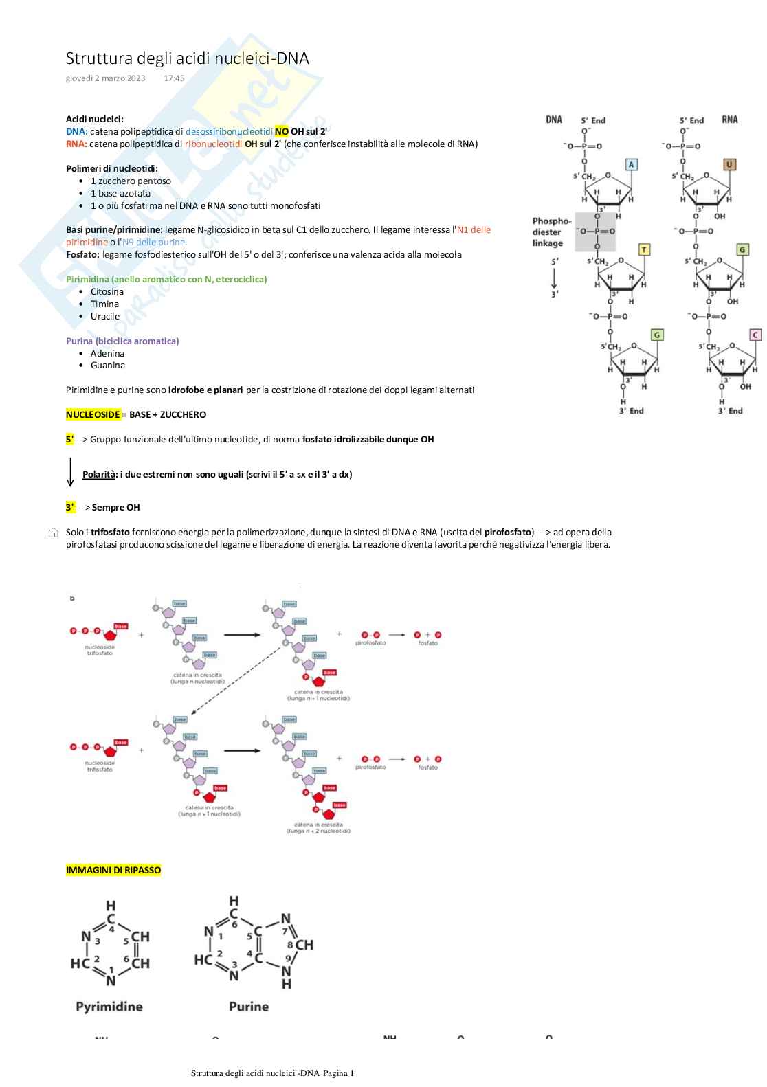Struttura del DNA, appaiamento dei filamenti, denaturazione, topologia e topoisomerasi Pag. 1