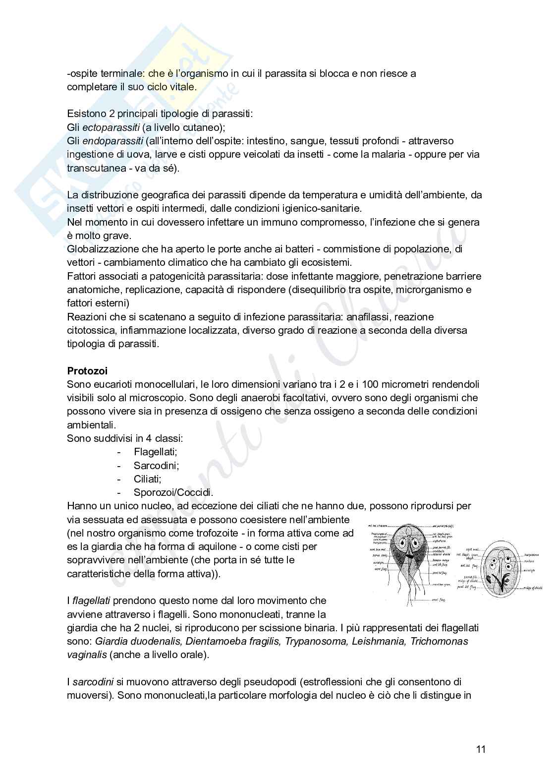 Microbiologia per infermieristica Pag. 11