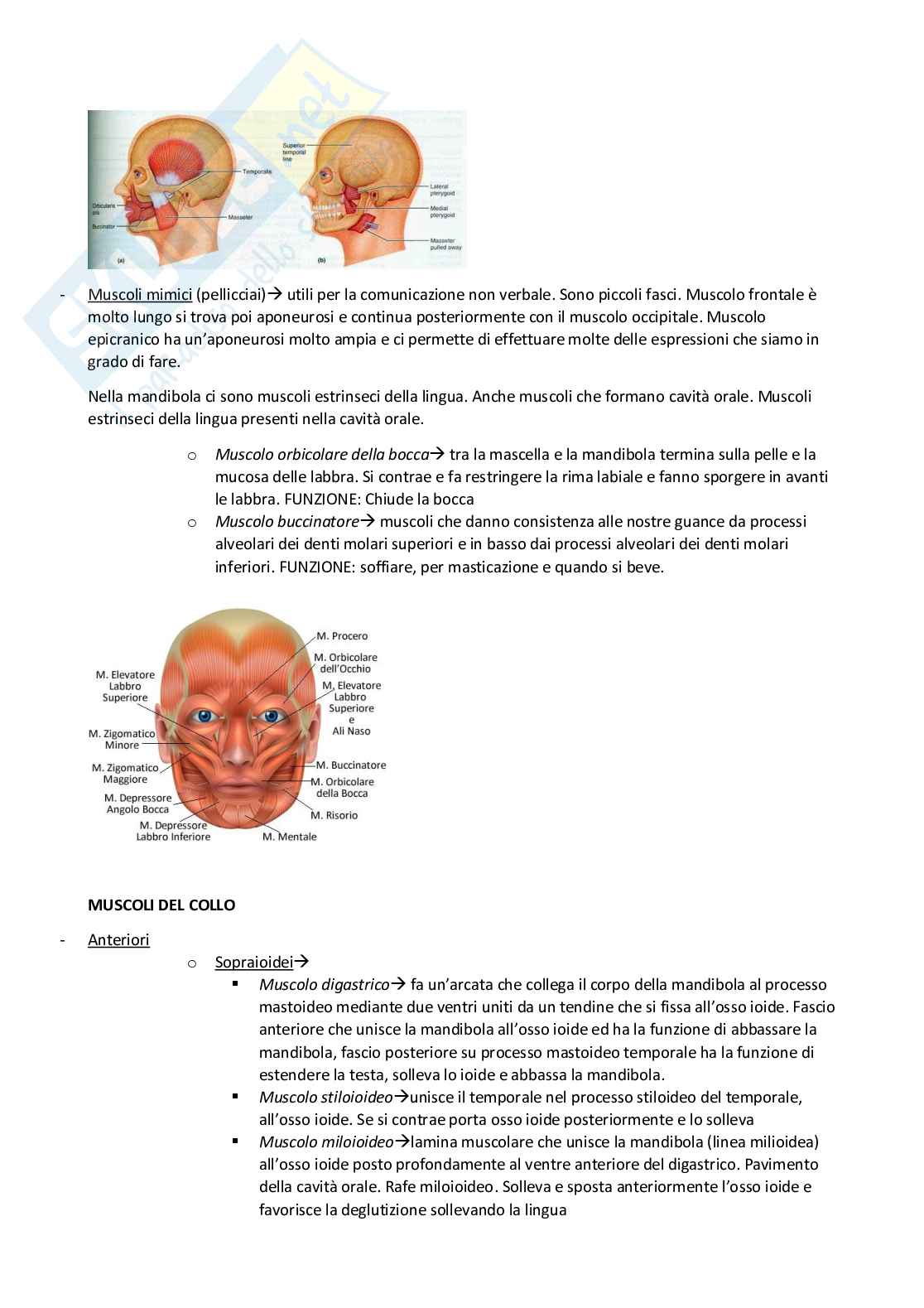 Appunti Anatomia umana Pag. 26