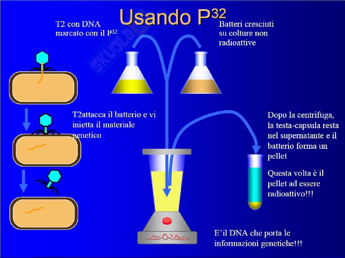 DNA struttura e replicazione Pag. 46