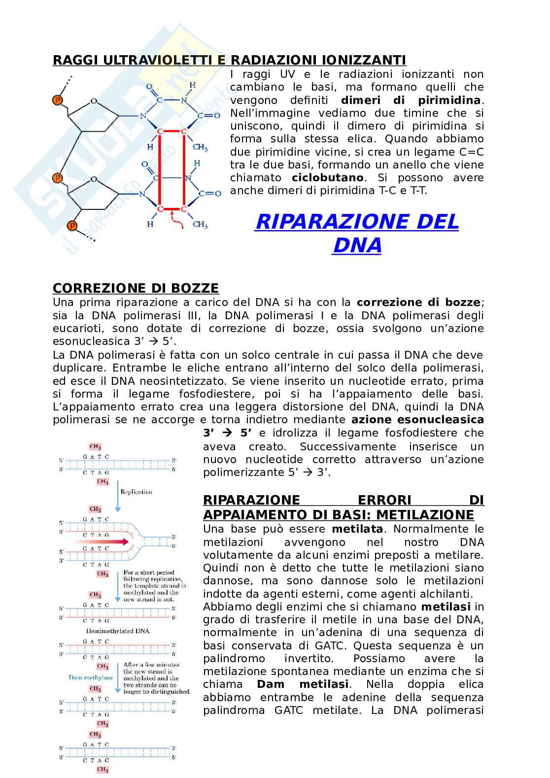 Appunti di Biologia Molecolare Pag. 16