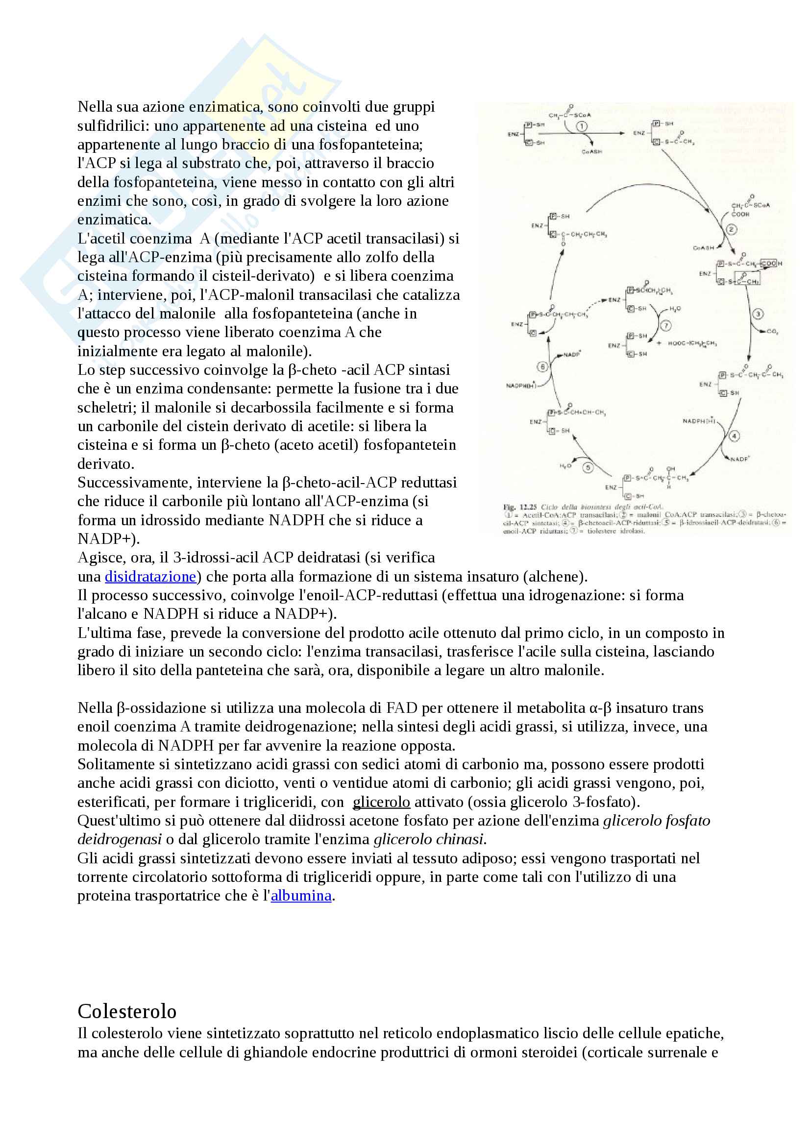 Biochimica Pag. 31