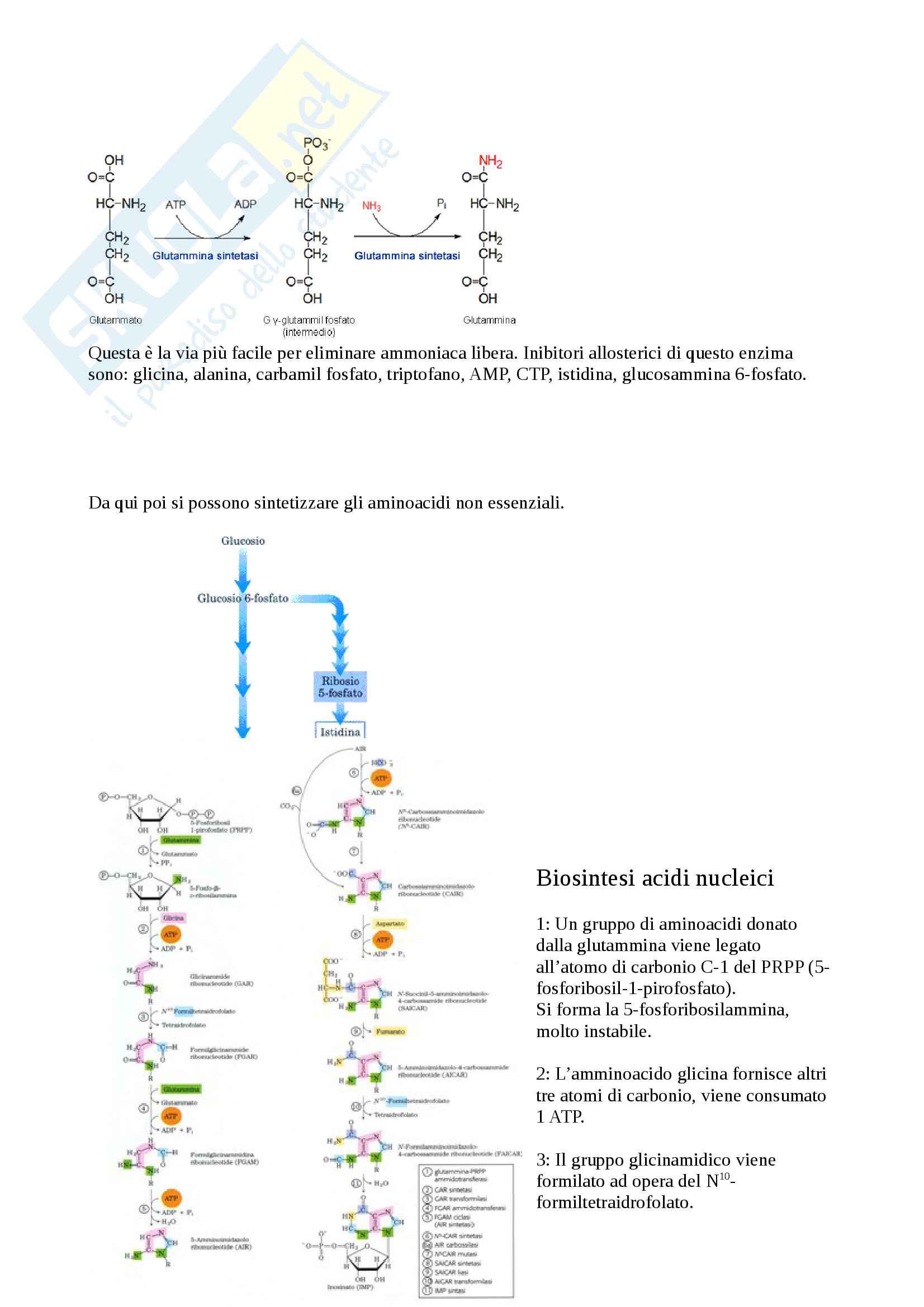 Biochimica Pag. 41