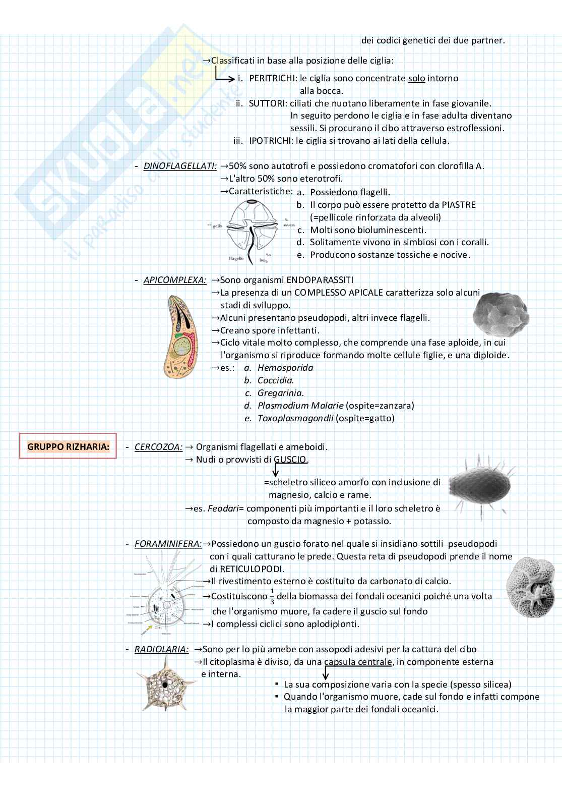 Zoologia sistematica Pag. 6