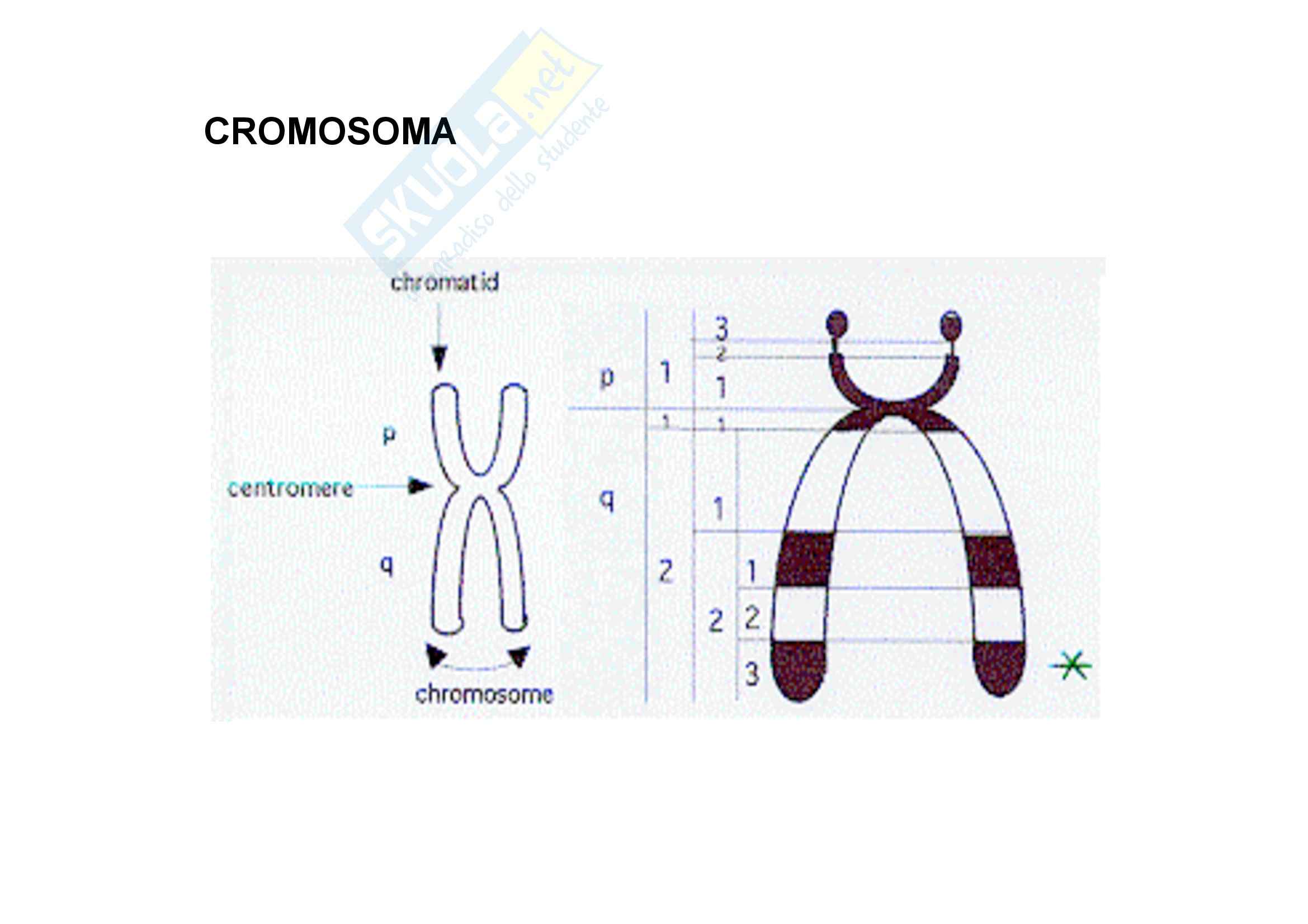Genetica umana - cromosomi - Appunti Pag. 81