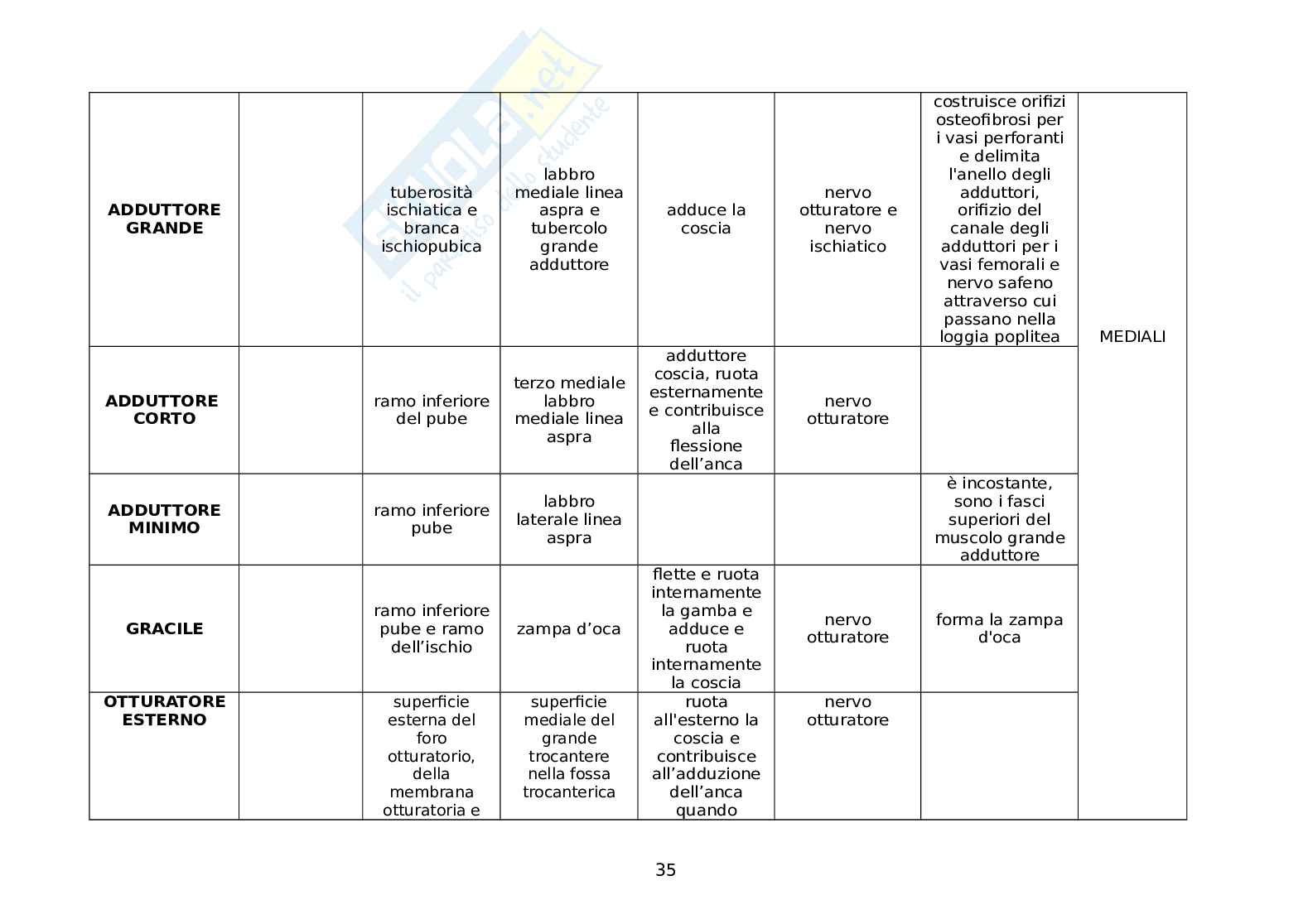I muscoli del corpo umano (origine, inserzione, azione, innervazione, note) Pag. 36