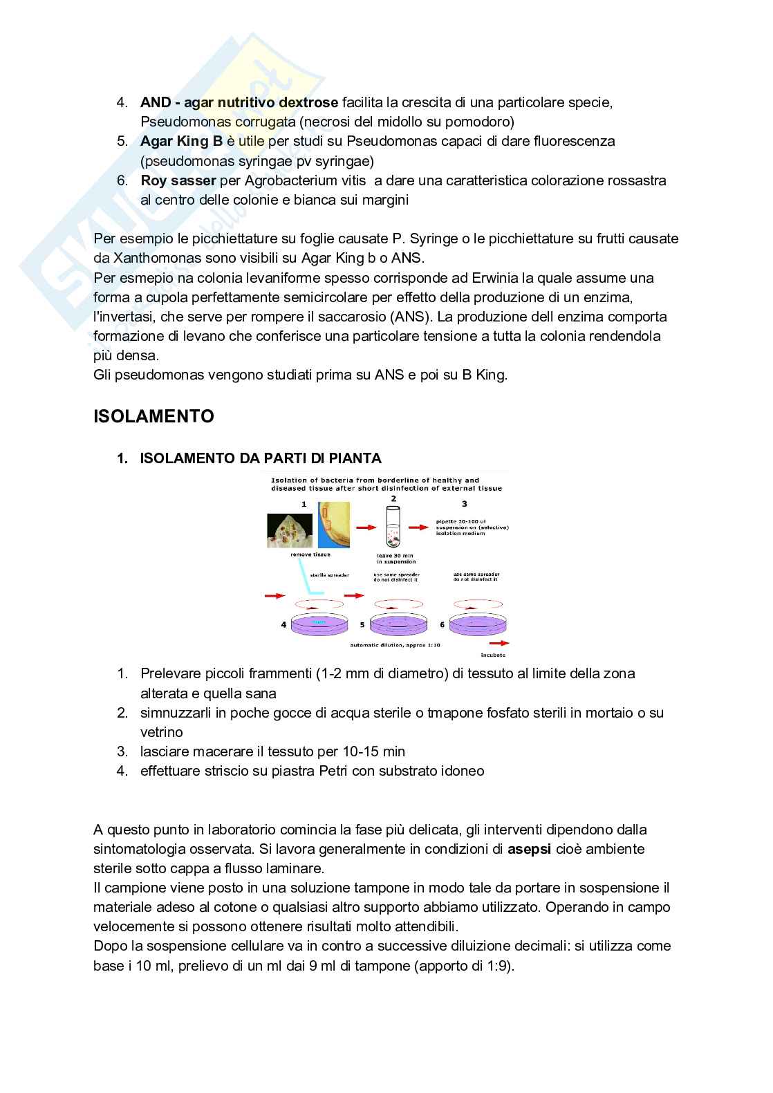 Batteriologia Pag. 31
