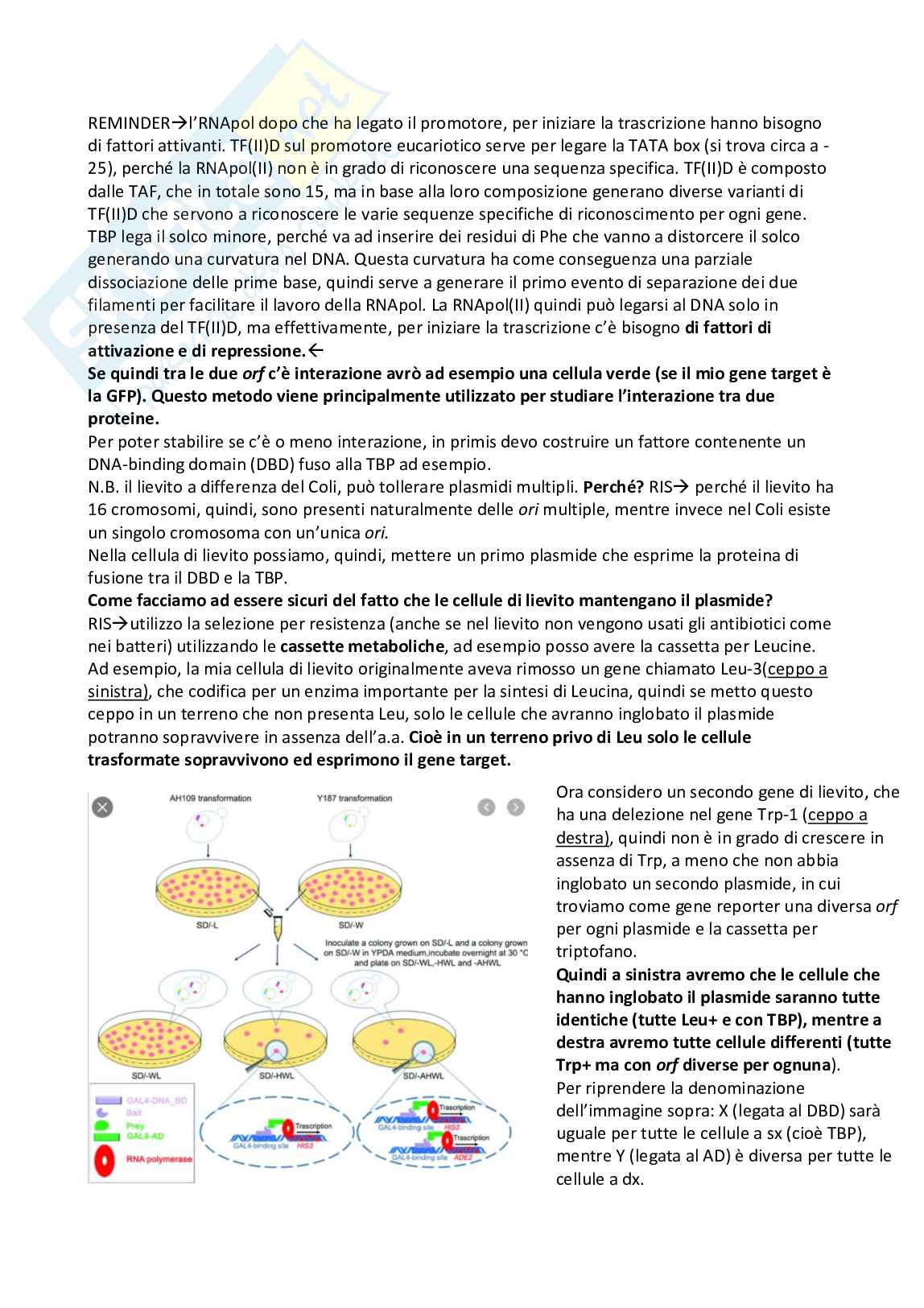 Genetica molecolare Pag. 21