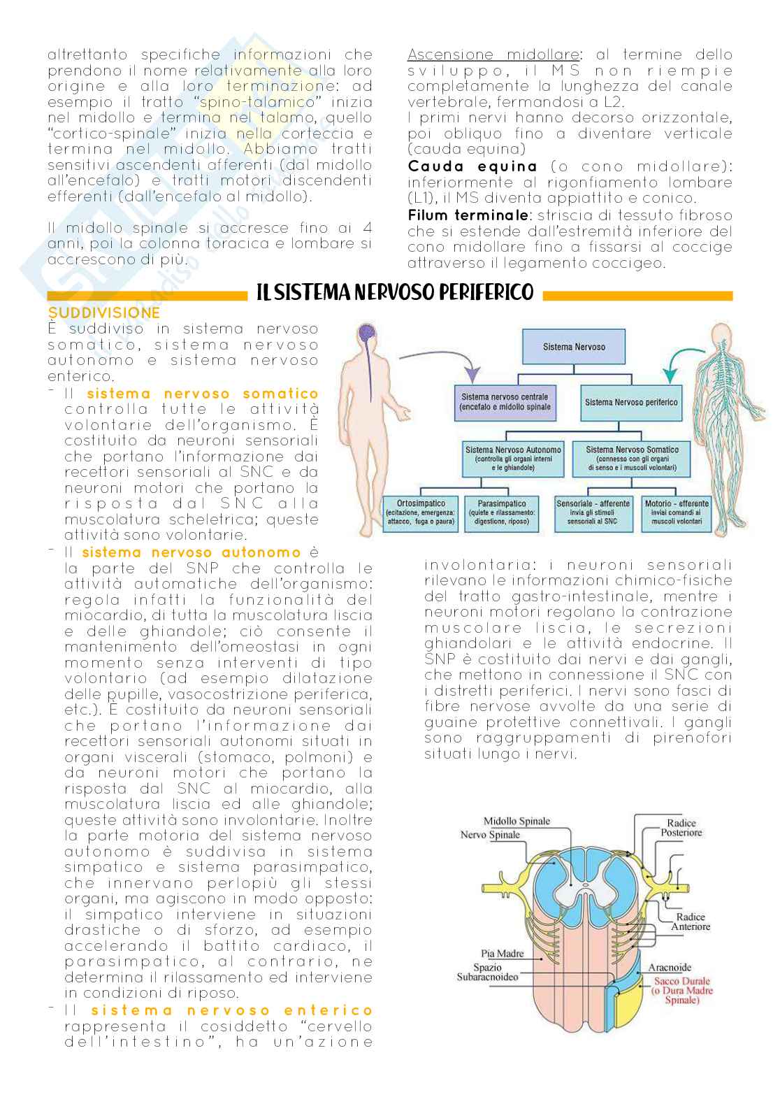 Anatomia Pag. 61