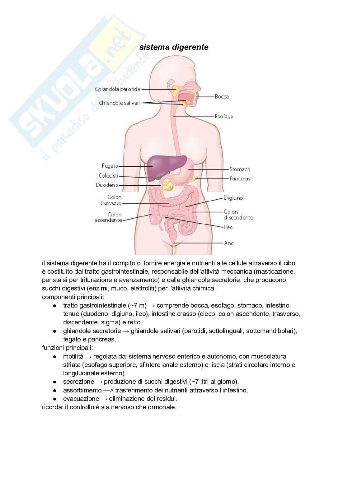 Sistema digerente Pag. 1