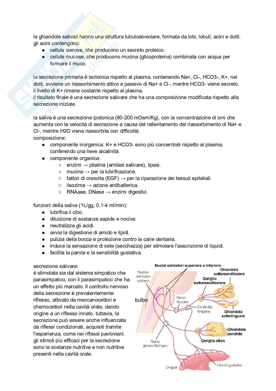 Sistema digerente Pag. 11