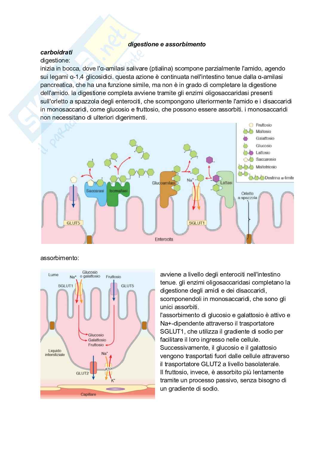 Sistema digerente Pag. 16