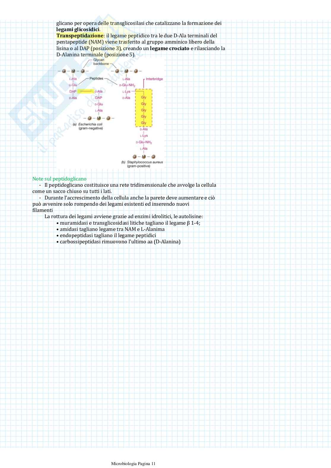 Appunti di Microbiologia Pag. 11