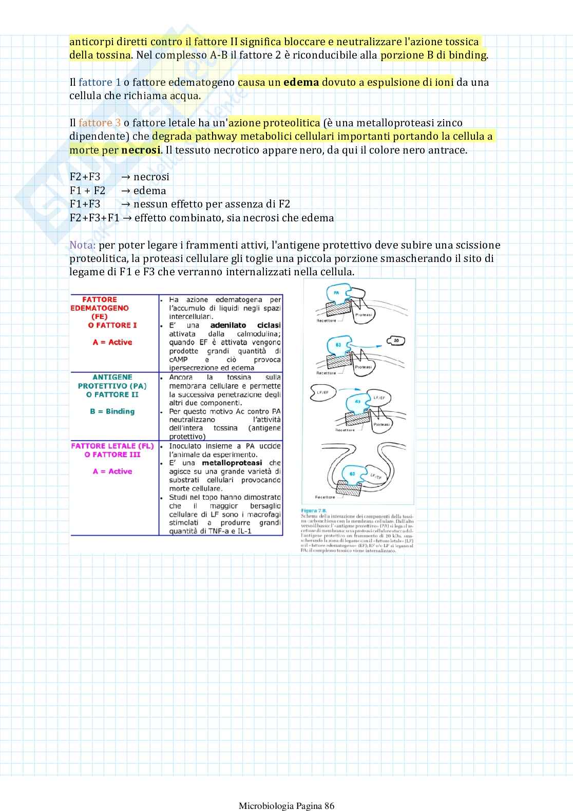 Appunti di Microbiologia Pag. 86