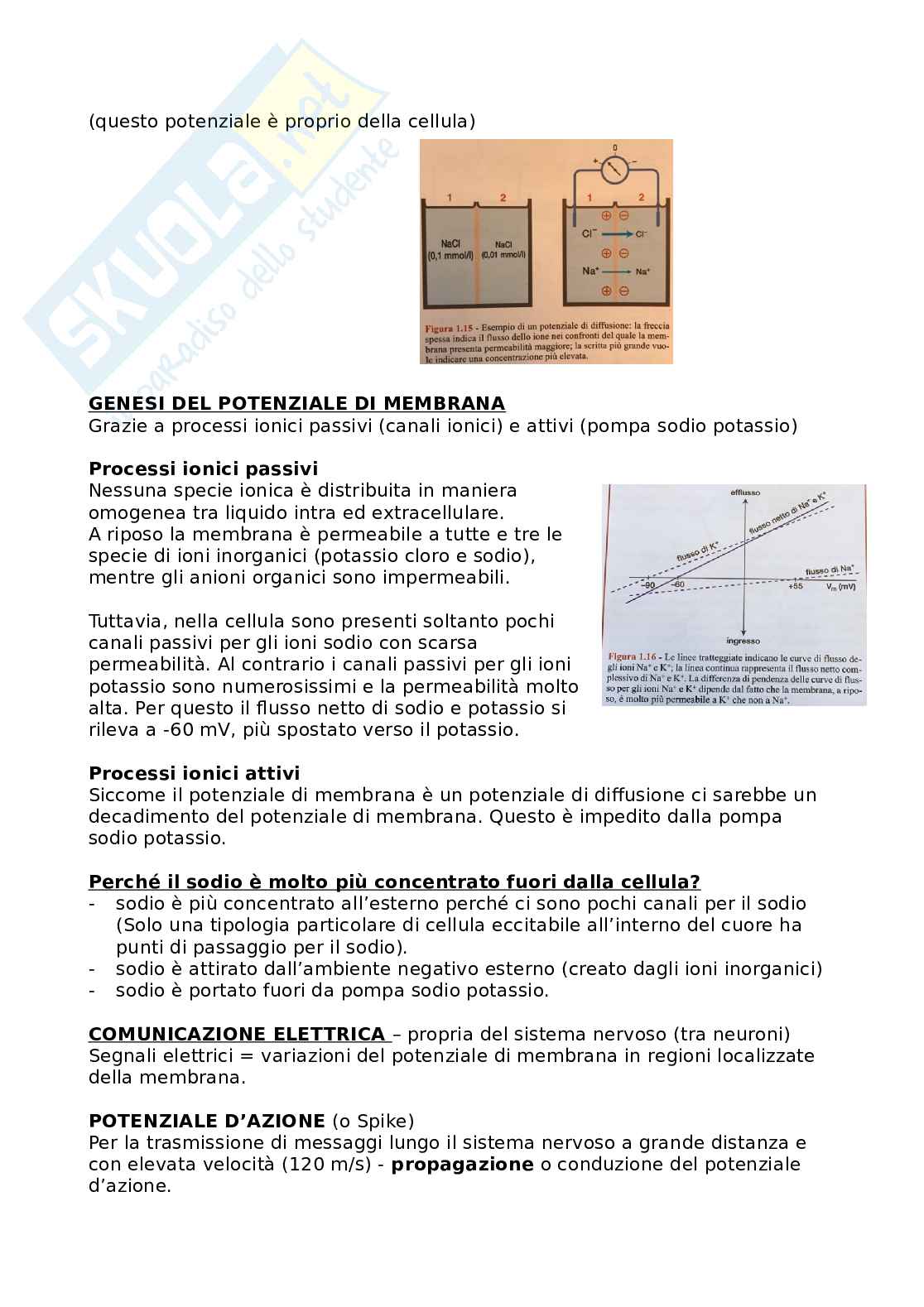 Fisiologia umana Pag. 11