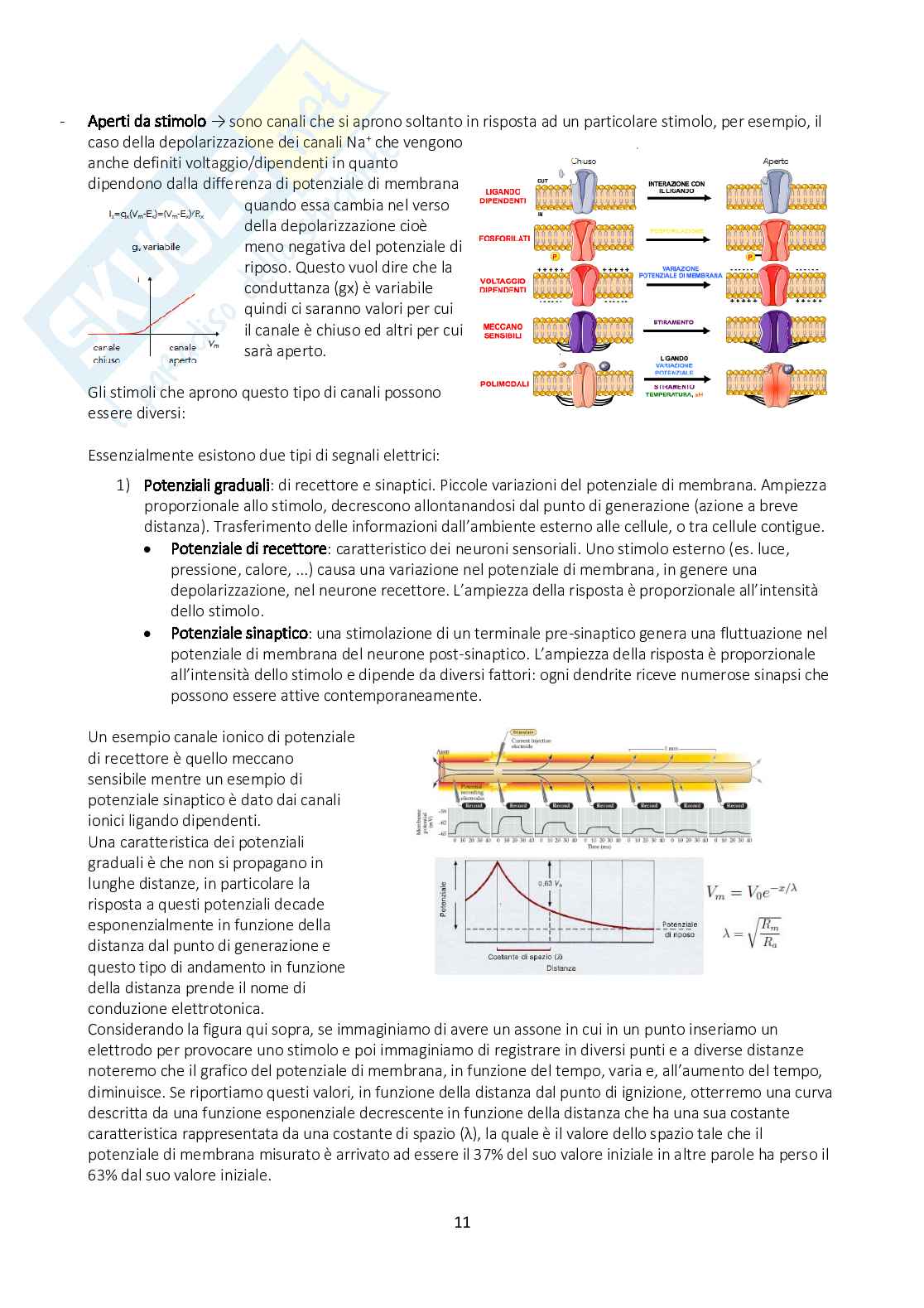 Appunti di Fisiologia generale con immagini annesse Pag. 11