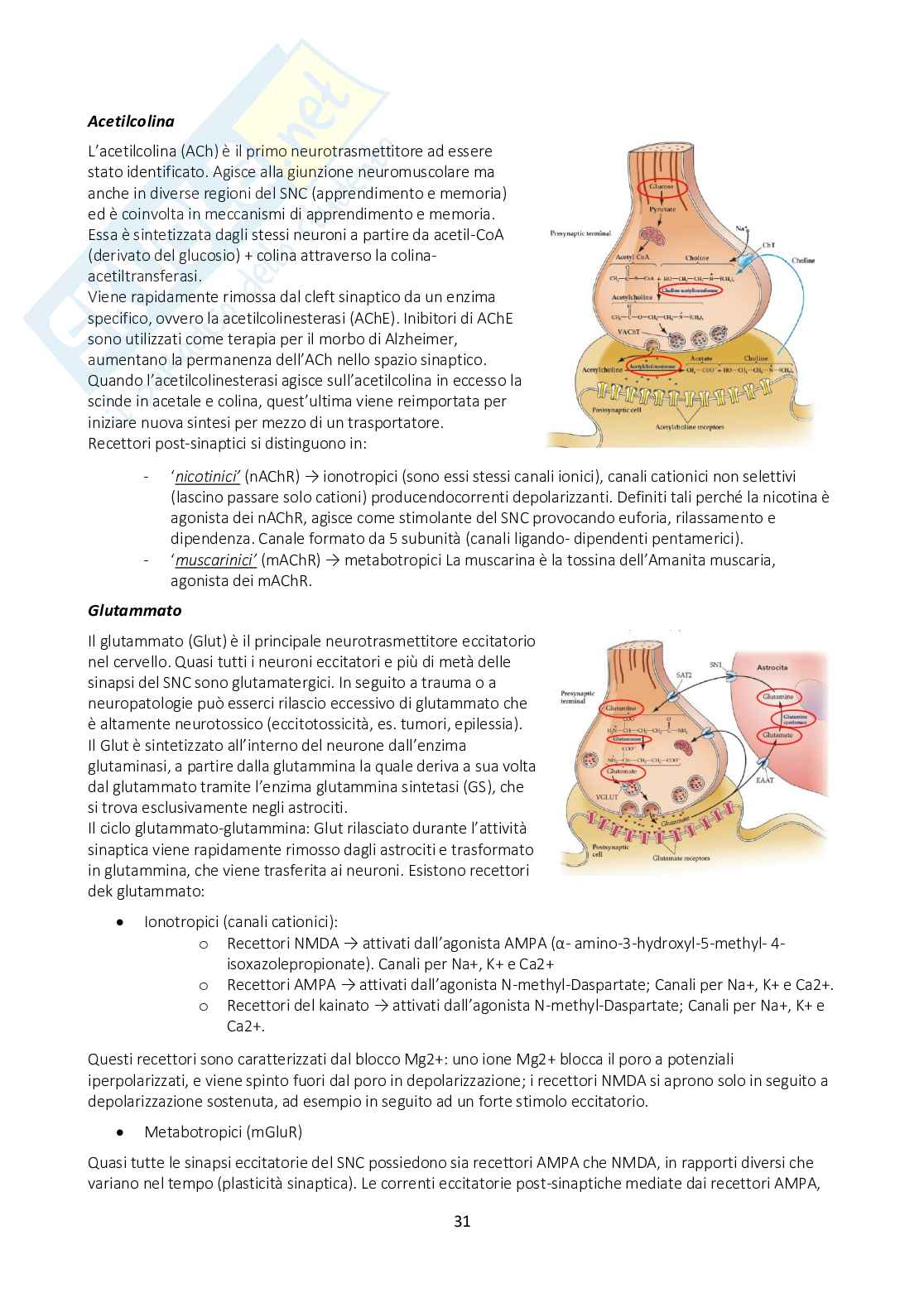 Appunti di Fisiologia generale con immagini annesse Pag. 31