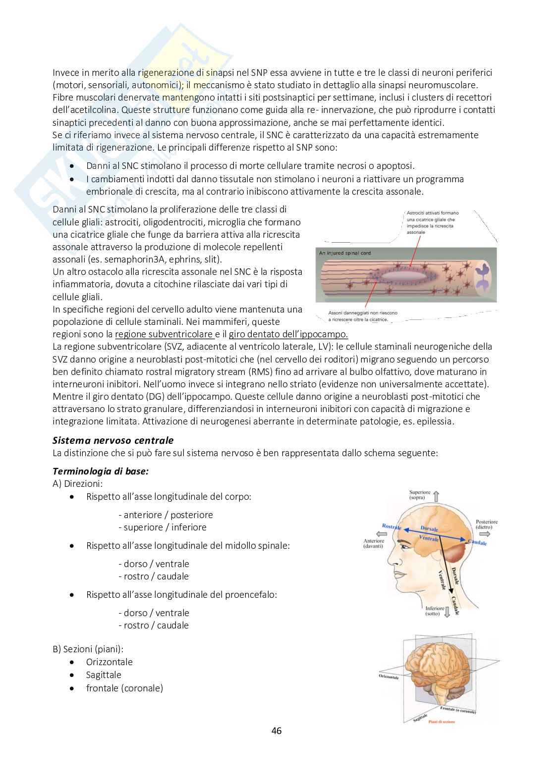 Appunti di Fisiologia generale con immagini annesse Pag. 46