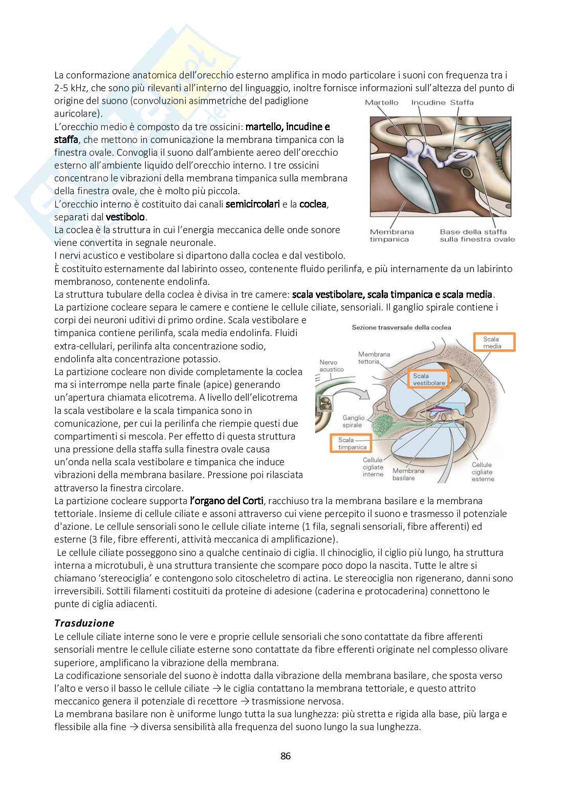 Appunti di Fisiologia generale con immagini annesse Pag. 86