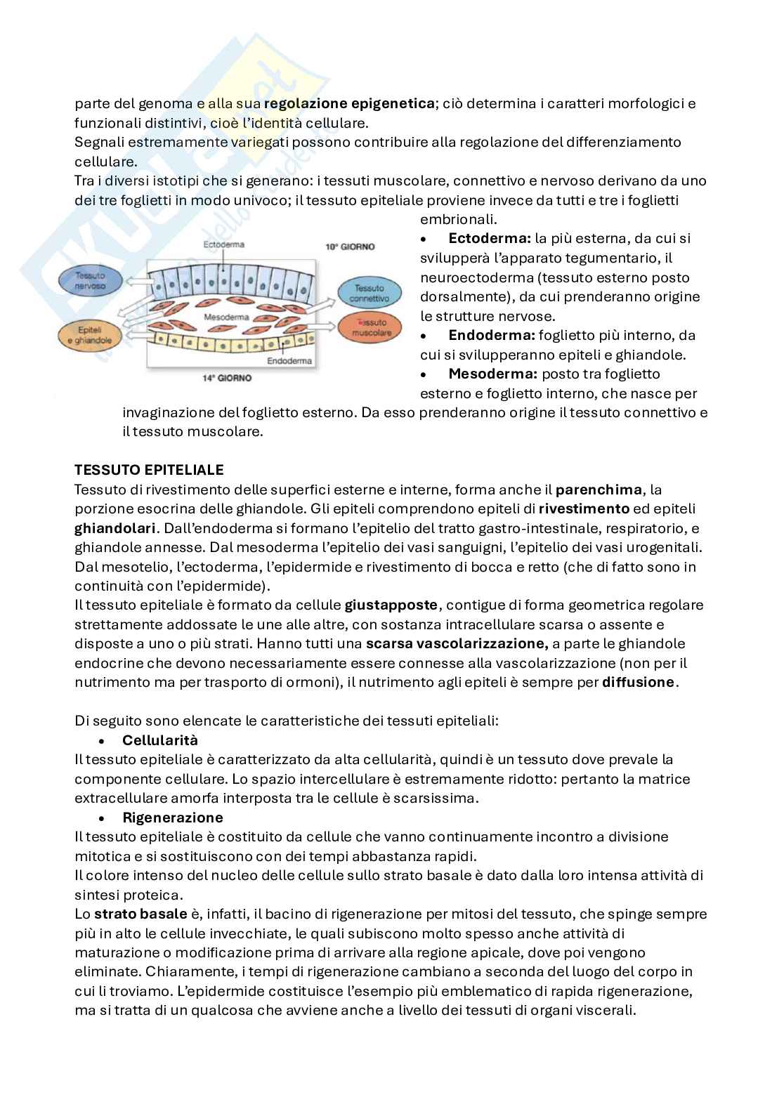 Istologia Pag. 2