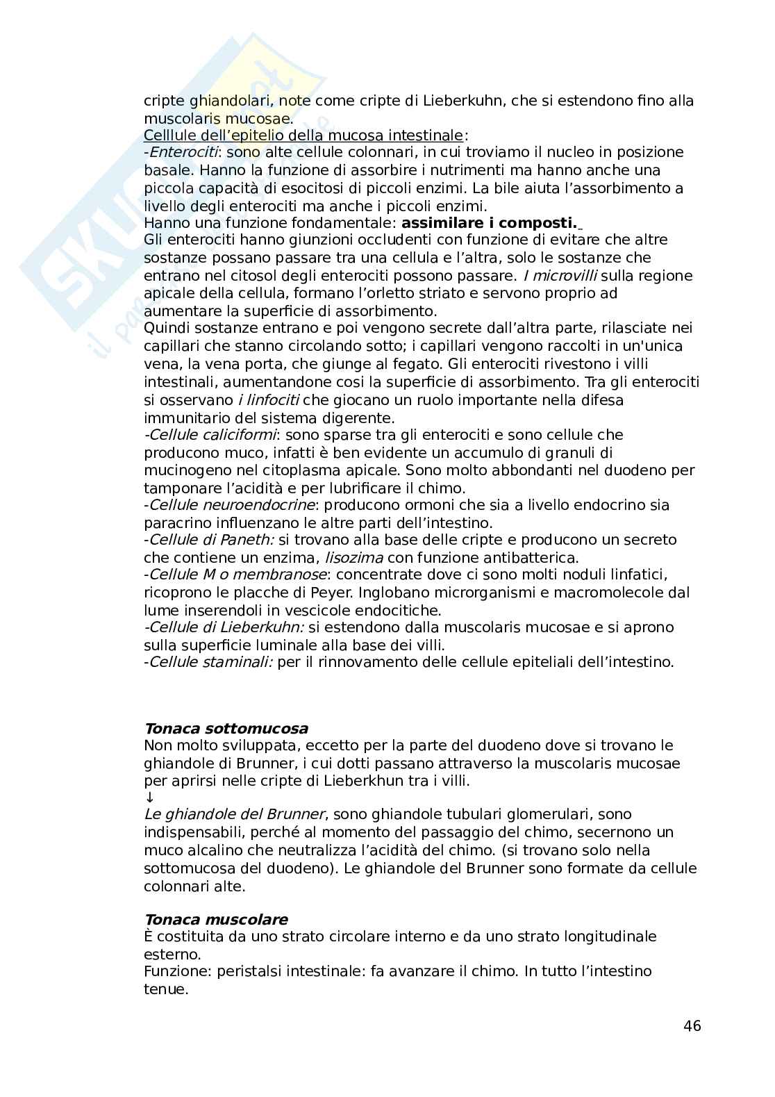 Istologia e Anatomia microscopica Pag. 46