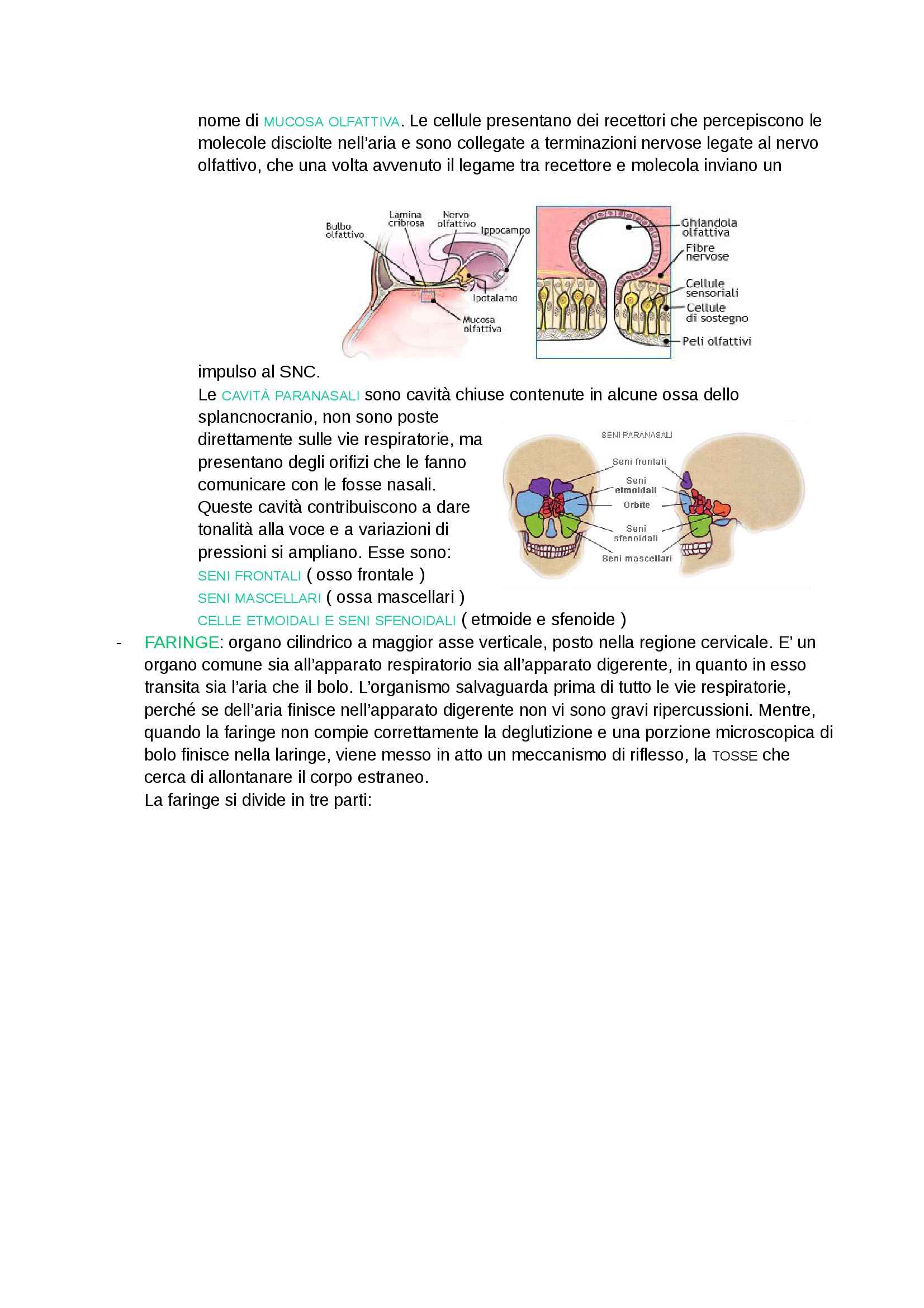 Anatomia - Appunti Pag. 26