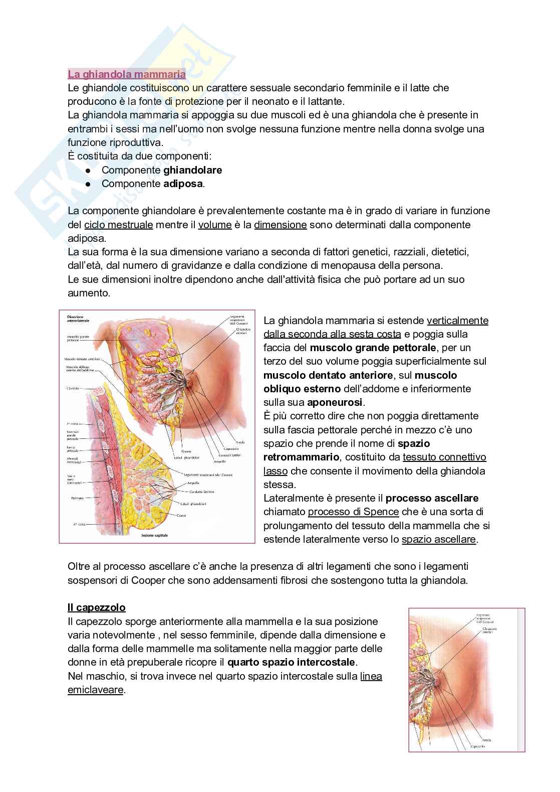 Anatomia della ghiandola mammaria completa + nozioni cliniche Pag. 1