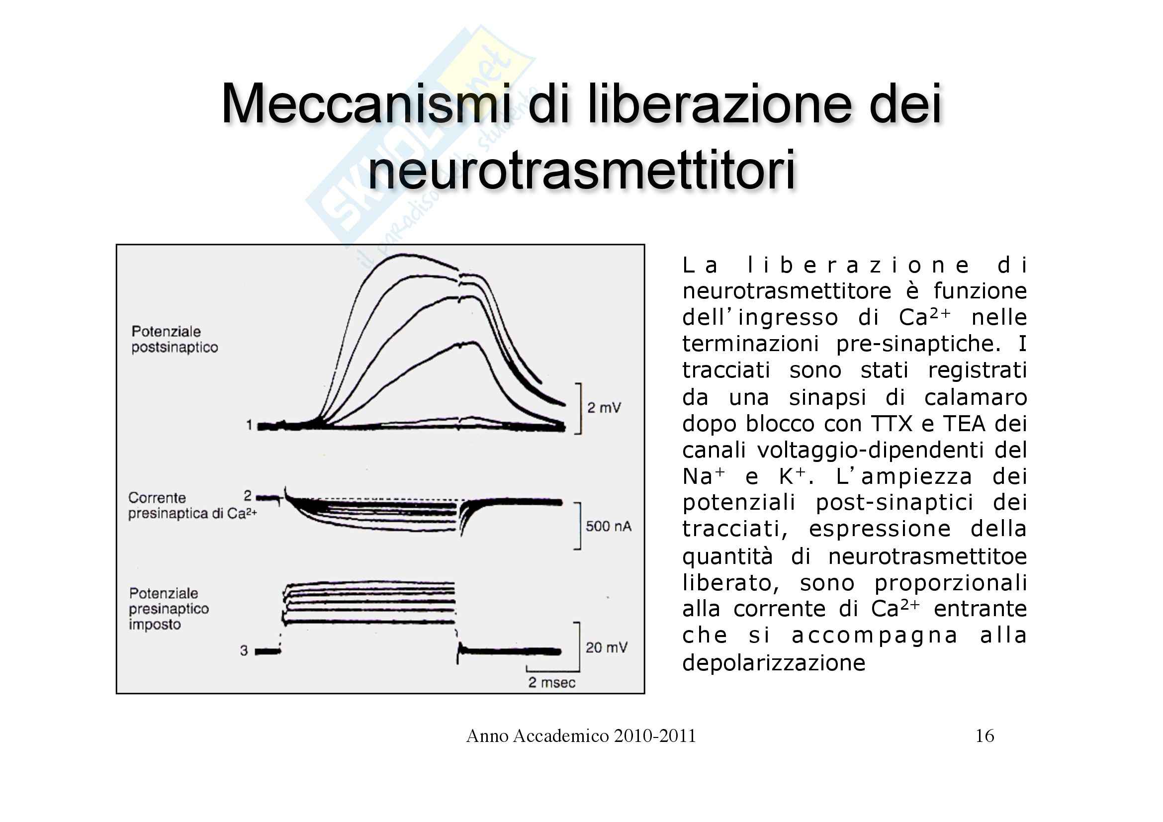 Fisiologia umana I - trasmissione sinaptica parte 1 Pag. 16