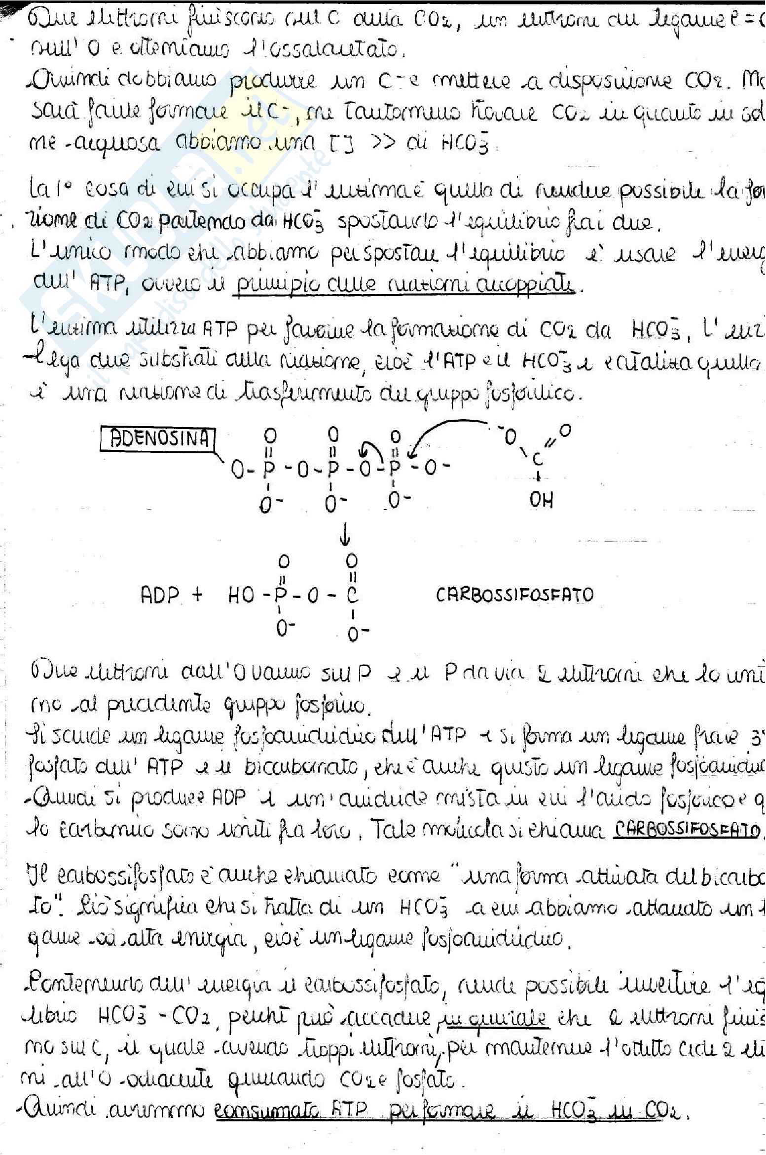 Biochimica (quarta parte) - Prof. Zucchi Pag. 46