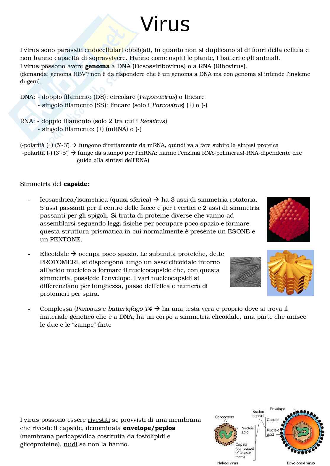 Virus - microbiologia e virologia Pag. 1
