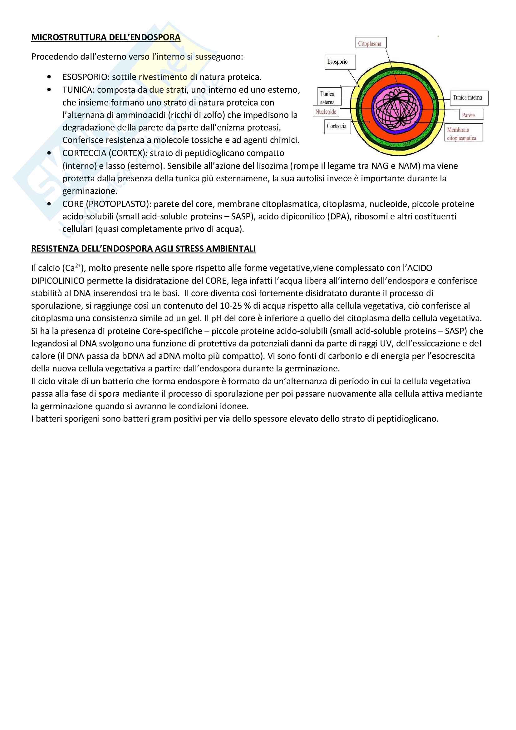 Microbiologia Pag. 21
