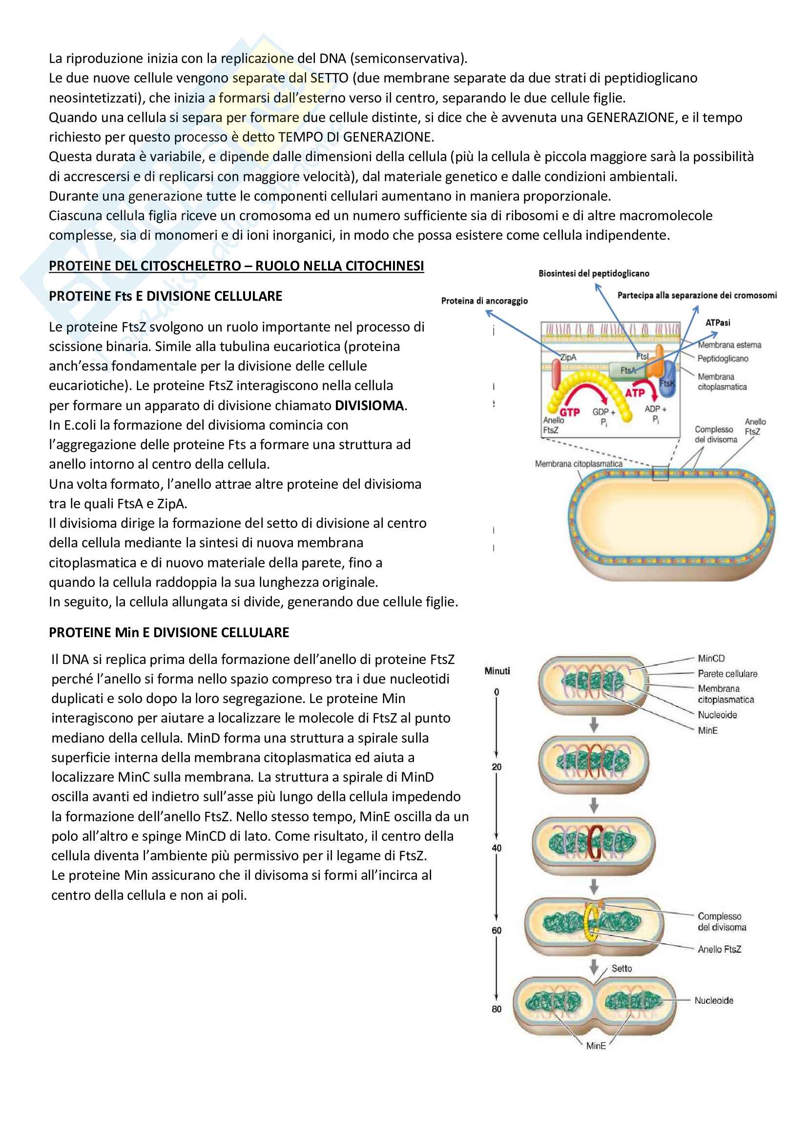 Microbiologia Pag. 36