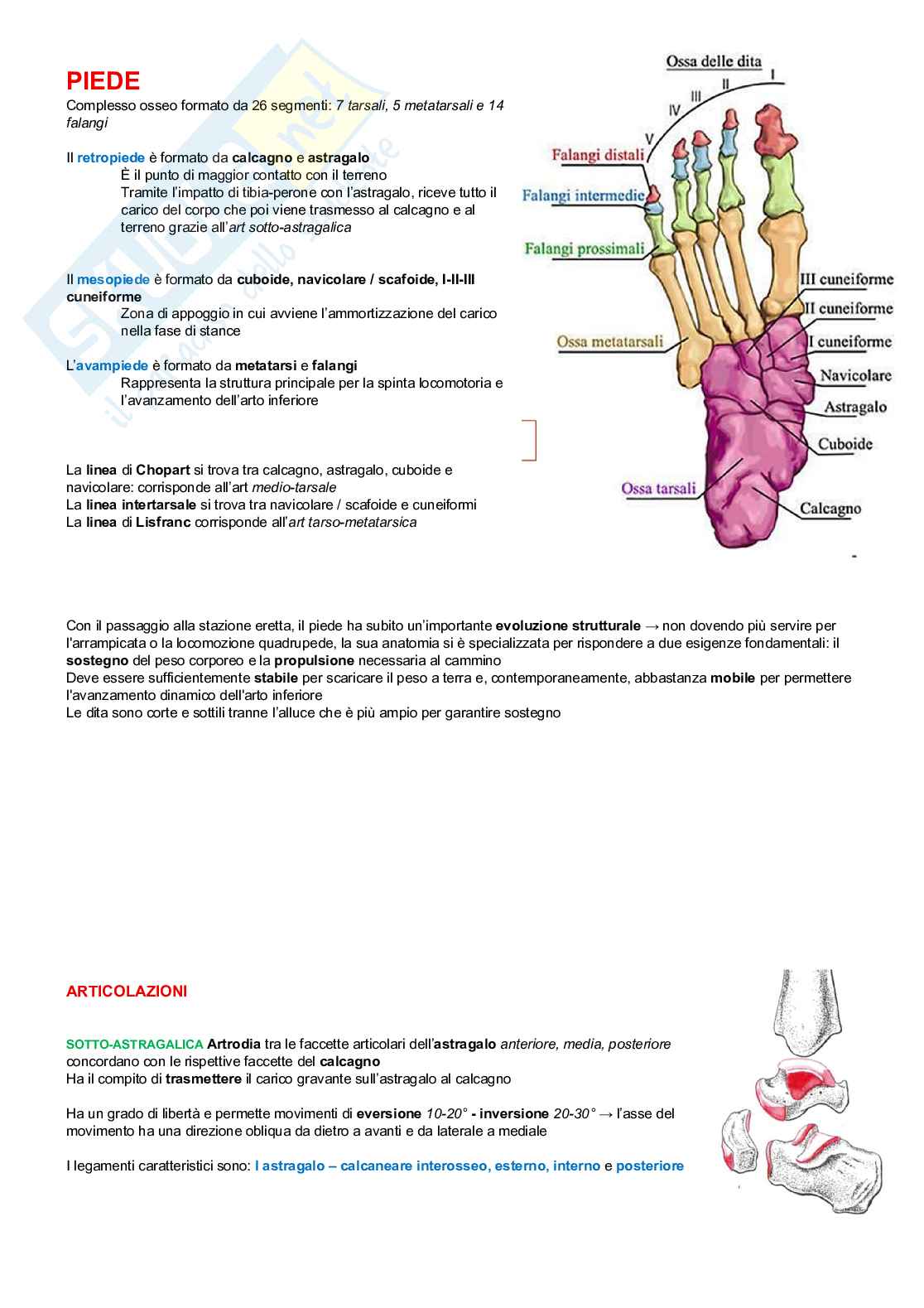 Chinesiologia Pag. 71