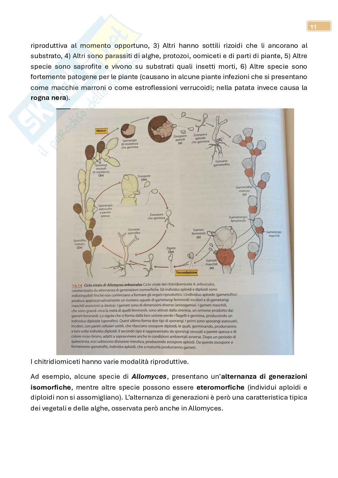 Micologia  Pag. 11