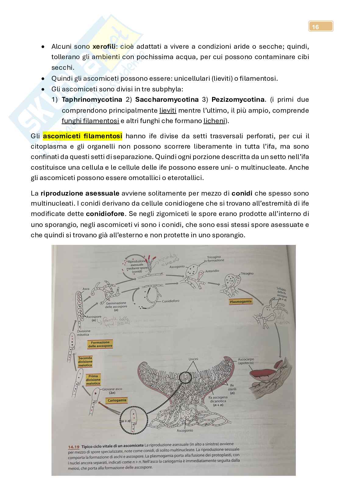 Micologia  Pag. 16