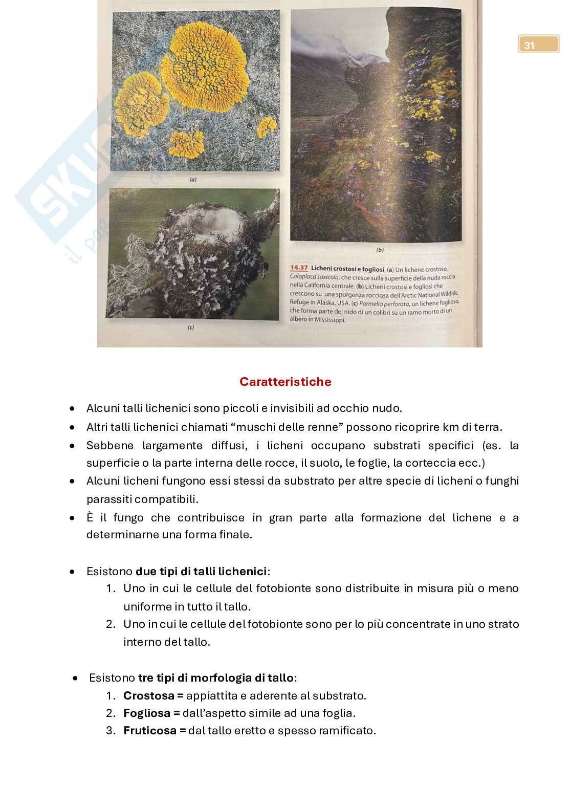 Micologia  Pag. 31