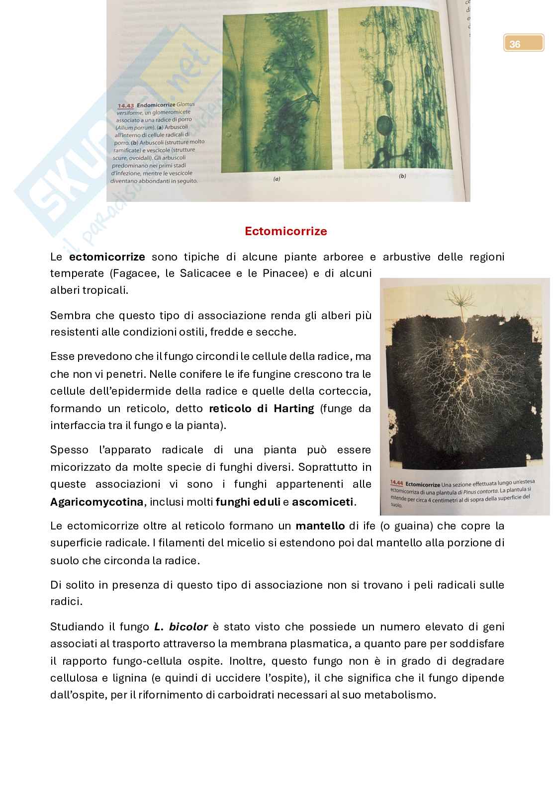 Micologia  Pag. 36