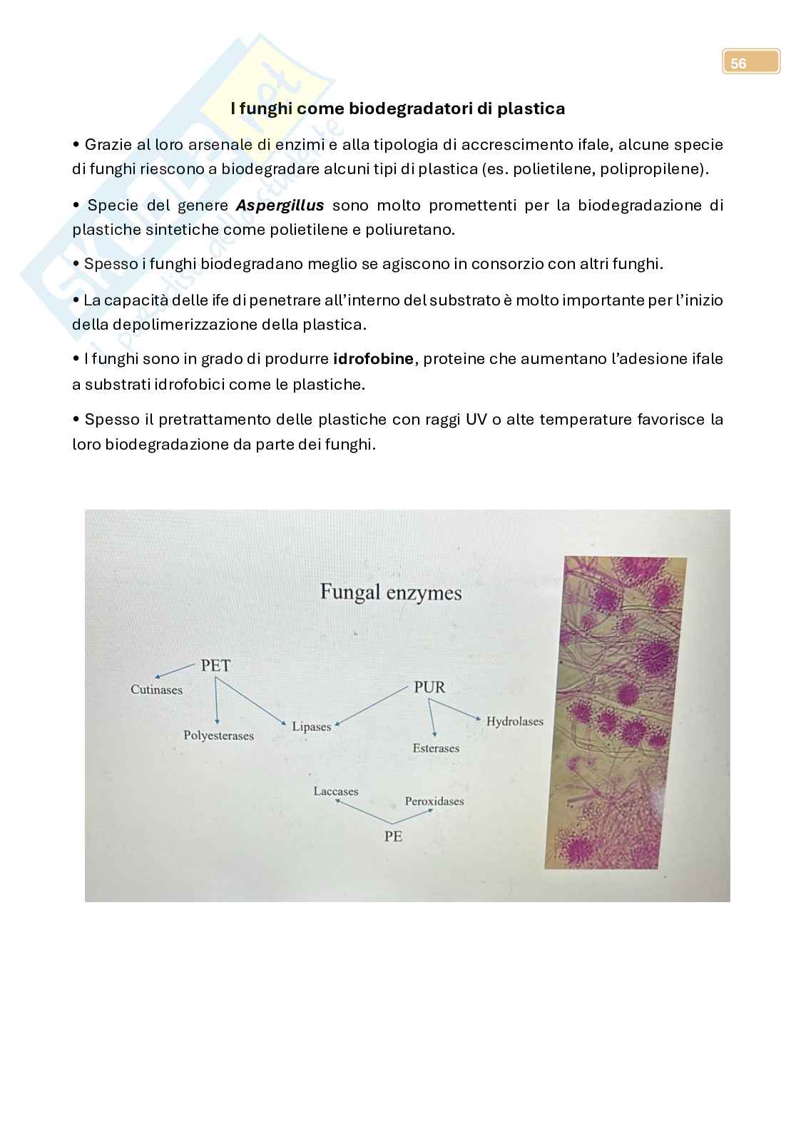 Micologia  Pag. 56
