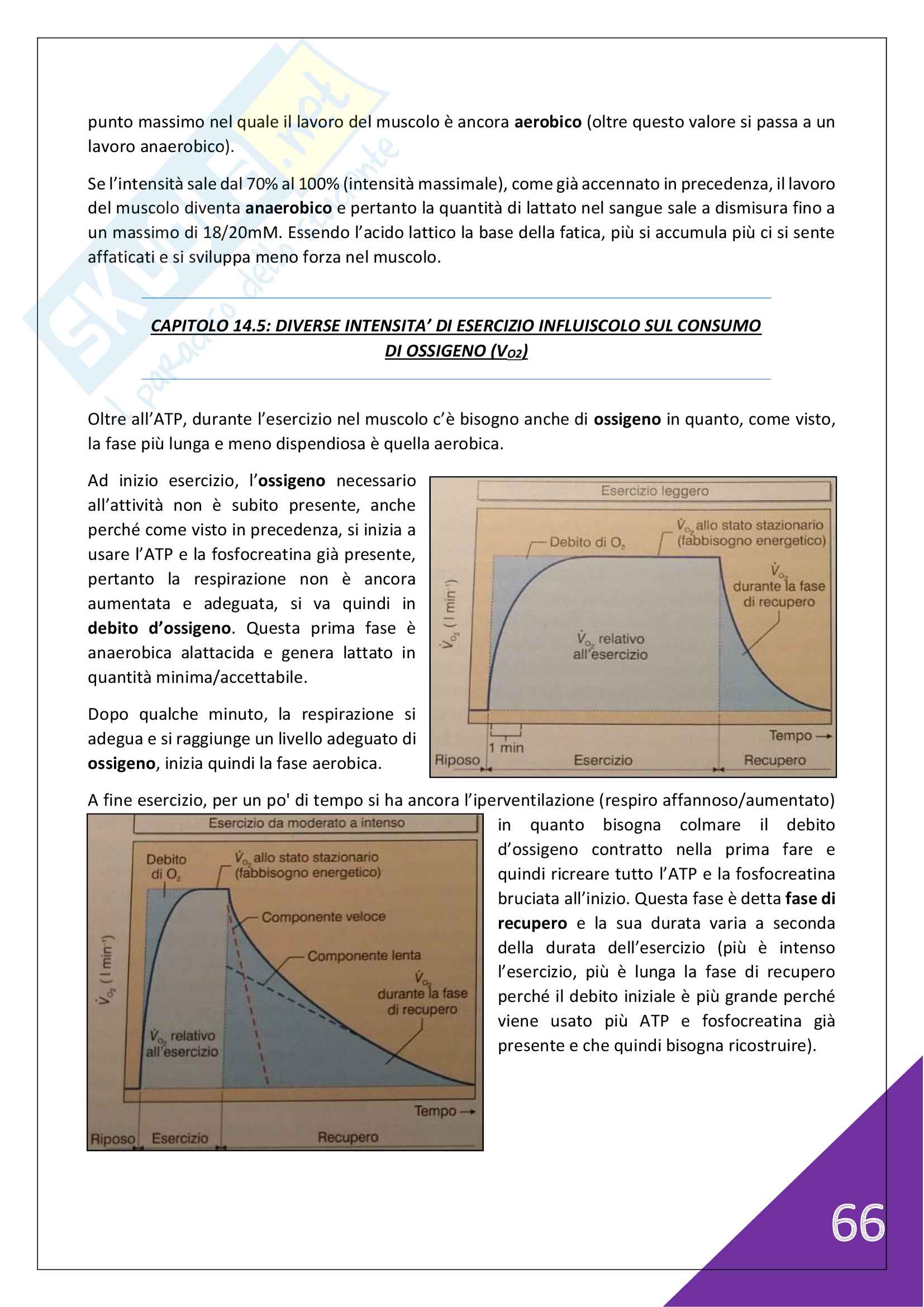 Fisiologia Umana - 2° Scienze Motorie Pag. 66