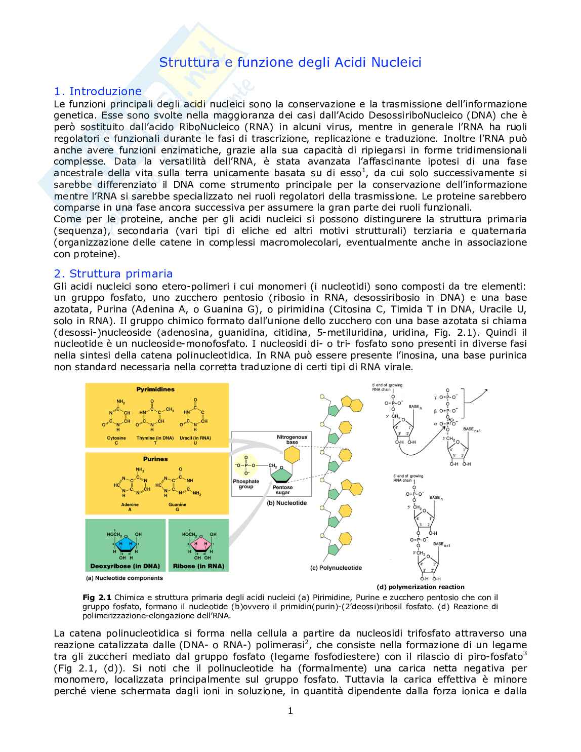 Appunti di Chimica organica sul DNA Pag. 1