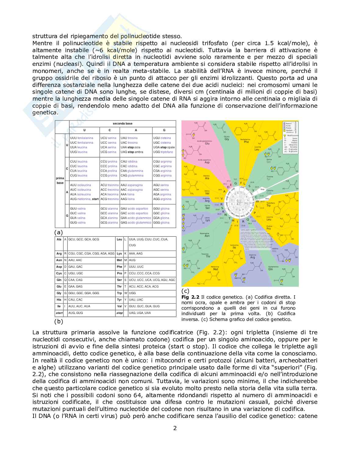 Appunti di Chimica organica sul DNA Pag. 2