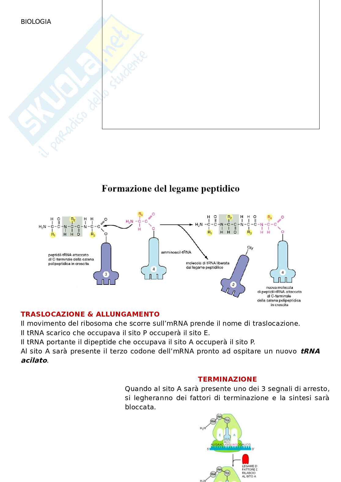Biologia - lezione 3 Pag. 6