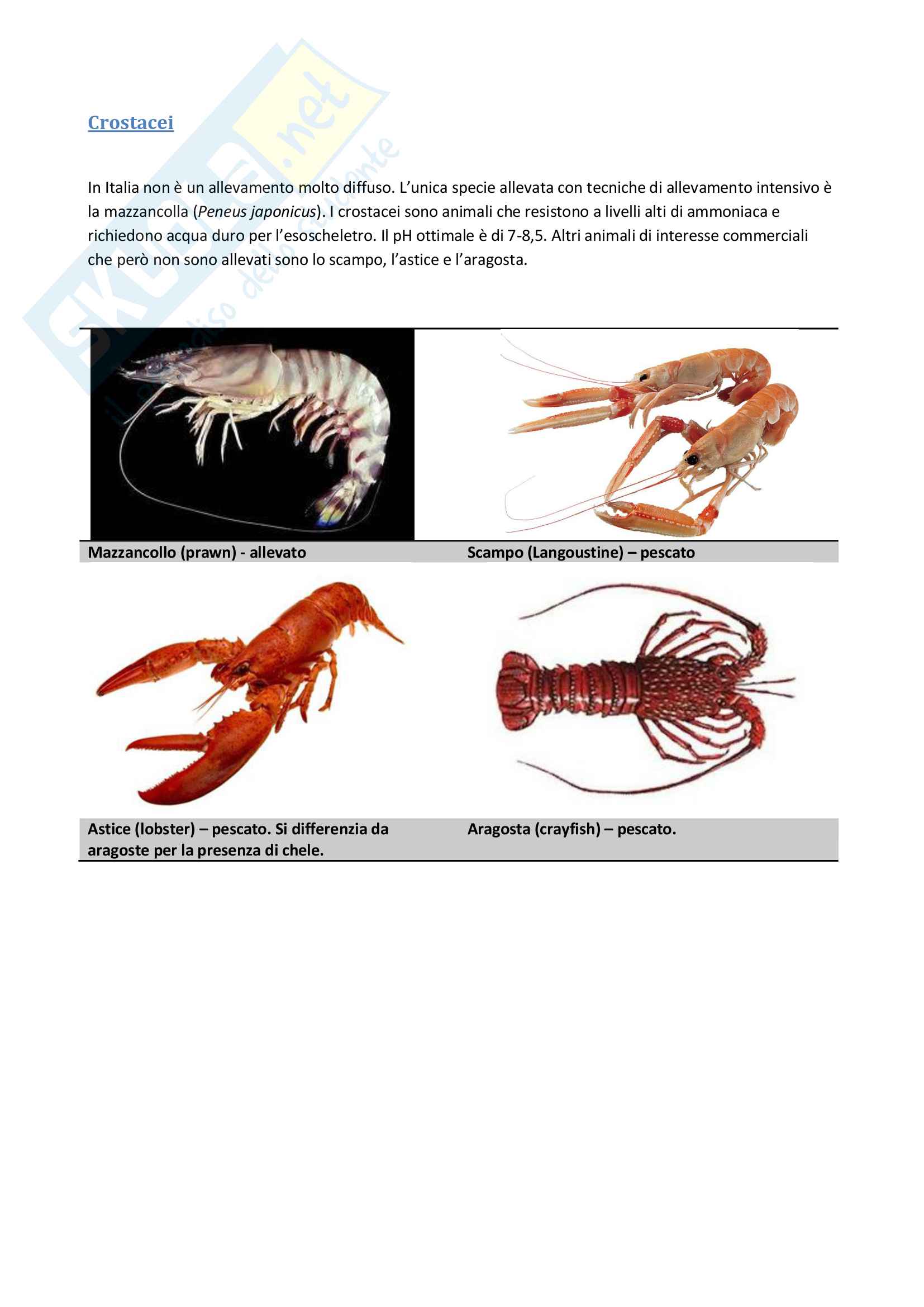 Acquacoltura Pag. 11