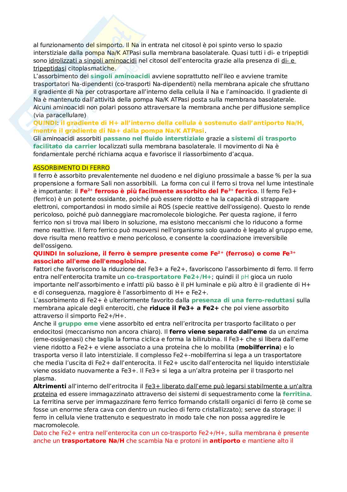 Appunti di Fisiologia della nutrizione Pag. 26