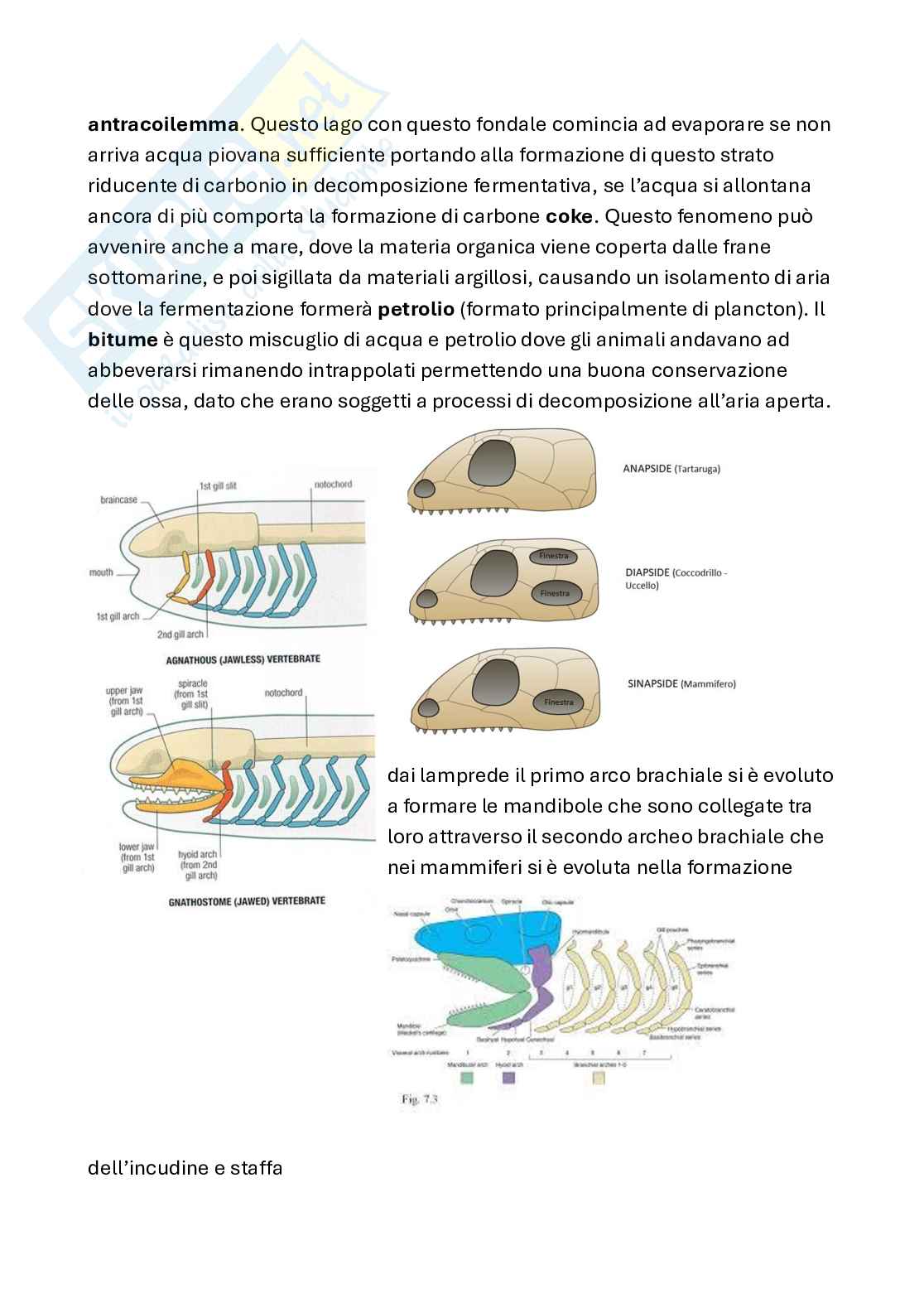 Appunti di Paleontologia con laboratorio Pag. 2